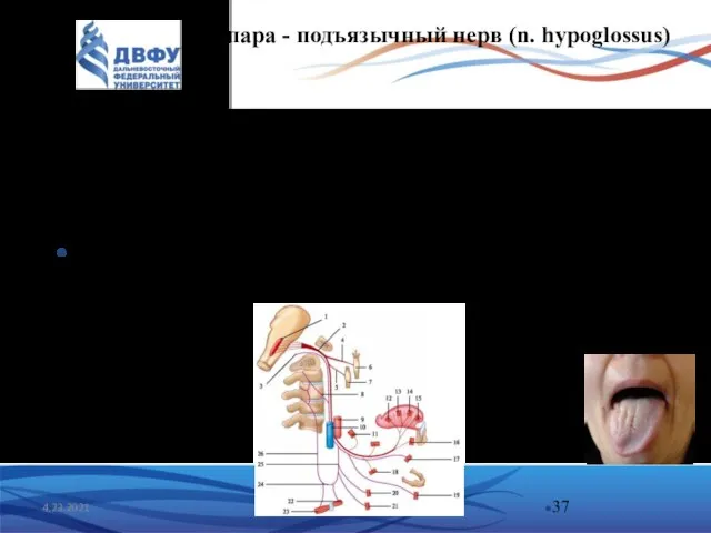 4.23.2021 XII пара - подъязычный нерв (n. hypoglossus) двигательный нерв языка. Ядро