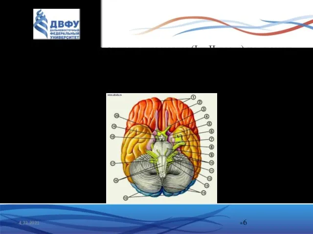 4.23.2021 Обонятельные и зрительные нервы (I и II пары) не имеют собственных