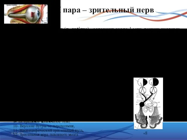 II пара – зрительный нерв 4.23.2021 Проводящие пути зрительного анализатора 1- Левая