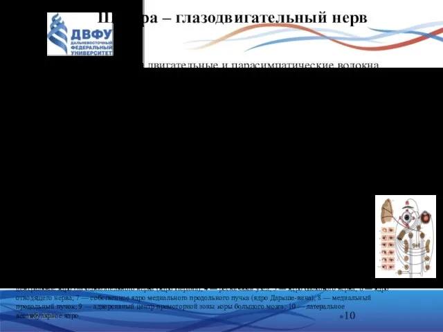 III пара – глазодвигательный нерв имеет в своем составе двигательные и парасимпатические