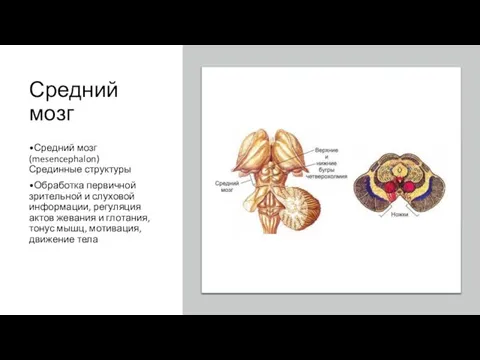 Средний мозг •Средний мозг (mesencephalon) Срединные структуры •Обработка первичной зрительной и слуховой