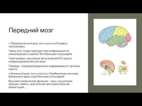 Передний мозг • Промежуточный мозг (diencephalon)Таламус, гипоталамус Через этот отдел проходит вся