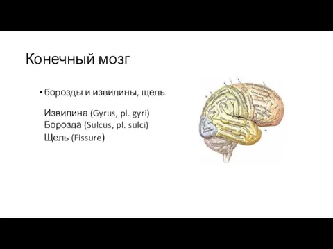 Конечный мозг борозды и извилины, щель. Извилина (Gyrus, pl. gyri) Борозда (Sulcus, pl. sulci) Щель (Fissure)