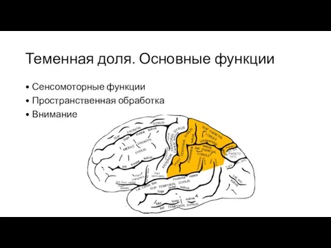 Теменная доля. Основные функции • Сенсомоторные функции • Пространственная обработка • Внимание