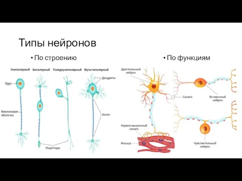 Типы нейронов По строению По функциям