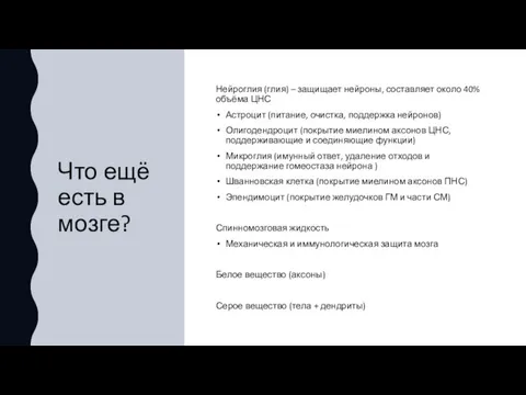 Что ещё есть в мозге? Нейроглия (глия) – защищает нейроны, составляет около