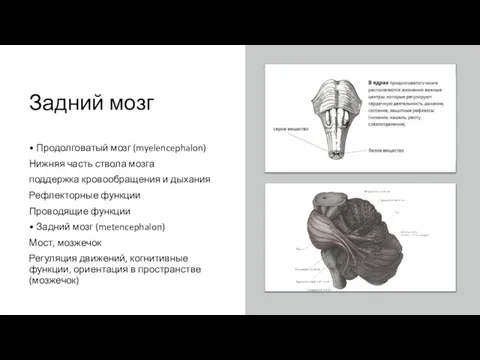 Задний мозг • Продолговатый мозг (myelencephalon) Нижняя часть ствола мозга поддержка кровообращения