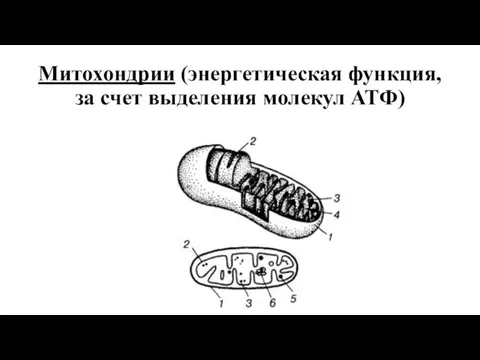 Митохондрии (энергетическая функция, за счет выделения молекул АТФ)