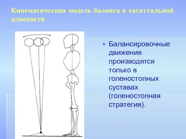 Кинематическая модель баланса в сагиттальной плоскости Балансировочные движения производятся только в голеностопных суставах (голеностопная стратегия).