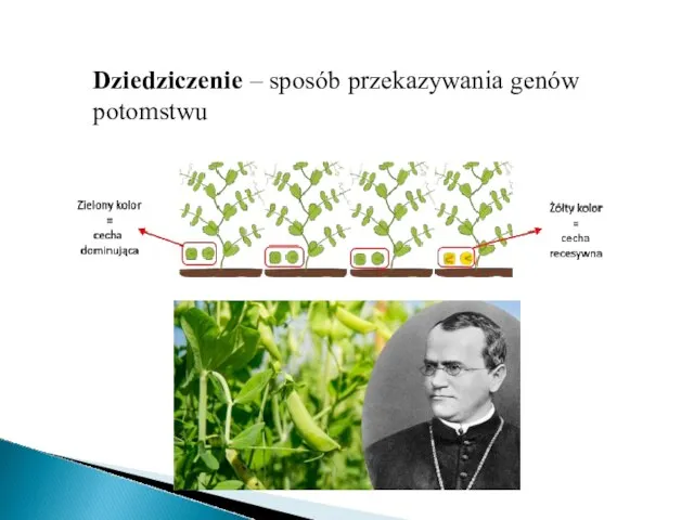 Dziedziczenie – sposób przekazywania genów potomstwu