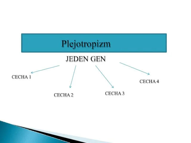 JEDEN GEN CECHA 1 CECHA 2 CECHA 3 CECHA 4 Plejotropizm