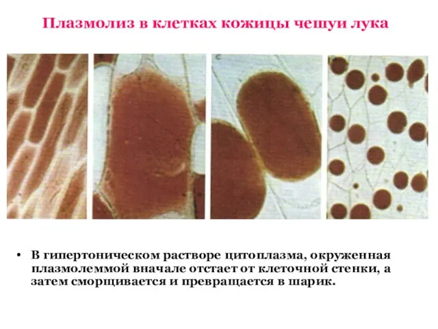 Плазмолиз в клетках кожицы чешуи лука В гипертоническом растворе цитоплазма, окруженная плазмолеммой