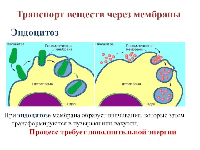 Транспорт веществ через мембраны Эндоцитоз При эндоцитозе мембрана образует впячивания, которые затем