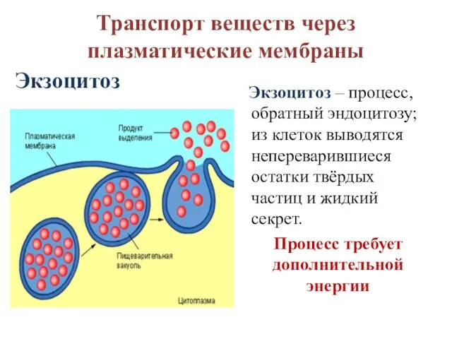 Транспорт веществ через плазматические мембраны Экзоцитоз Экзоцитоз – процесс, обратный эндоцитозу; из
