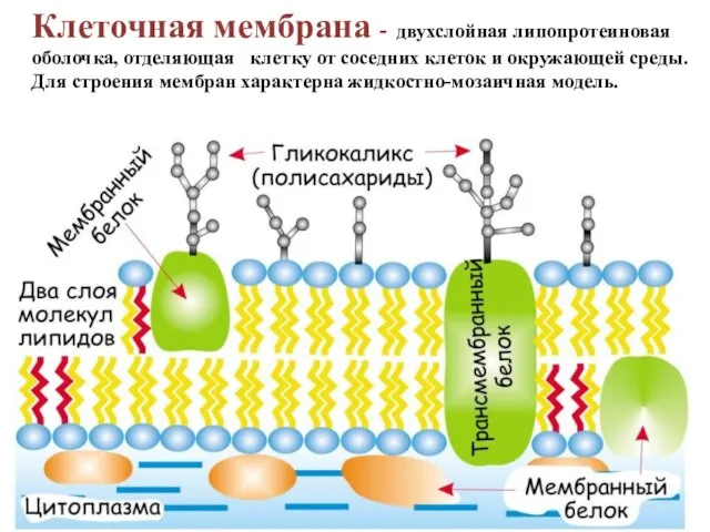 Клеточная мембрана - двухслойная липопротеиновая оболочка, отделяющая клетку от соседних клеток и