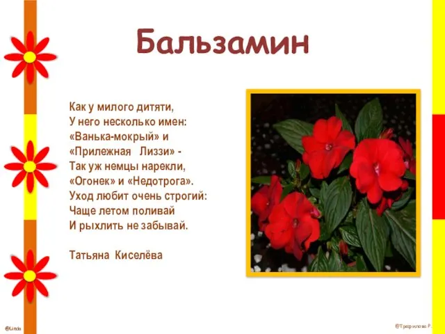 Бальзамин Как у милого дитяти, У него несколько имен: «Ванька-мокрый» и «Прилежная