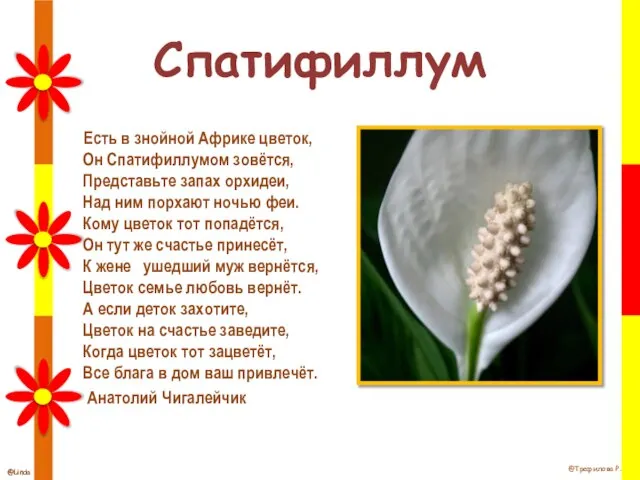 Спатифиллум Есть в знойной Африке цветок, Он Спатифиллумом зовётся, Представьте запах орхидеи,