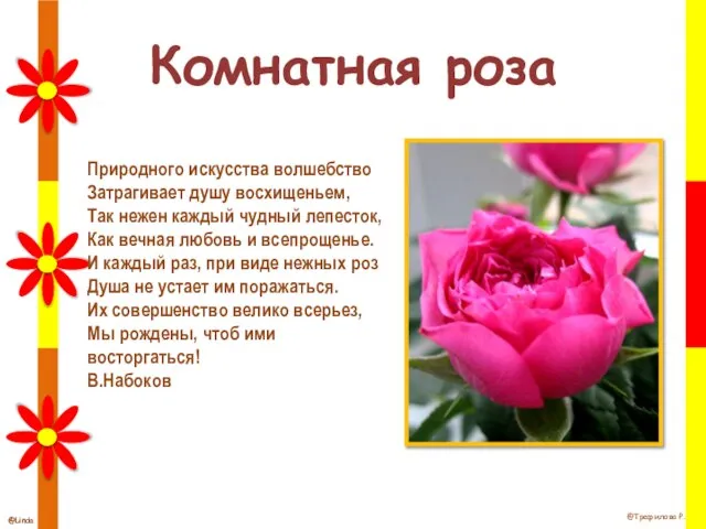 Комнатная роза Природного искусства волшебство Затрагивает душу восхищеньем, Так нежен каждый чудный