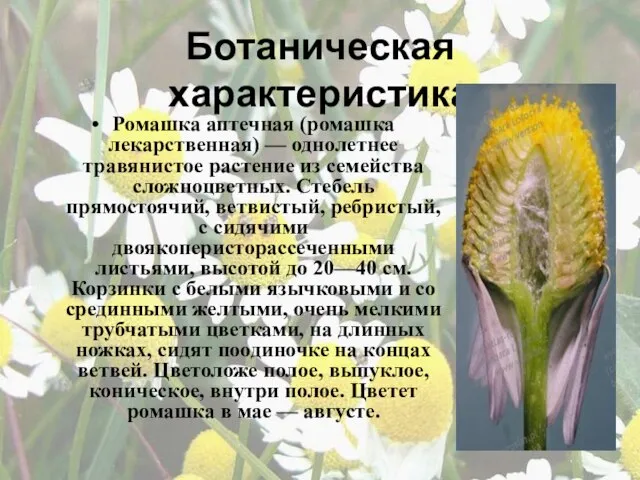 Ботаническая характеристика Ромашка аптечная (ромашка лекарственная) — однолетнее травянистое растение из семейства