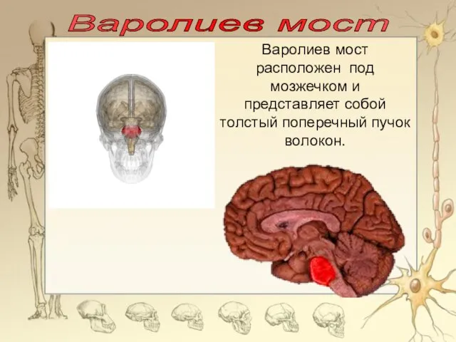 Варолиев мост Варолиев мост расположен под мозжечком и представляет собой толстый поперечный пучок волокон.