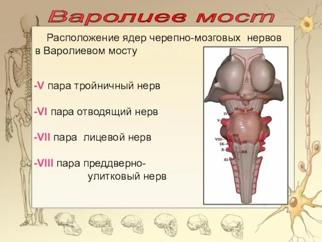 Варолиев мост V пара тройничный нерв VI пара отводящий нерв VII пара