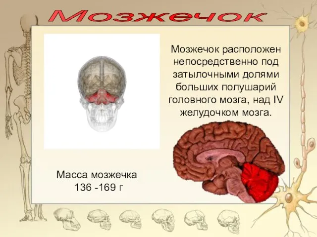 Мозжечок Мозжечок расположен непосредственно под затылочными долями больших полушарий головного мозга, над