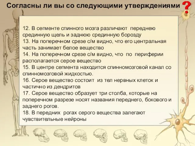 Согласны ли вы со следующими утверждениями 12. В сегменте спинного мозга различают