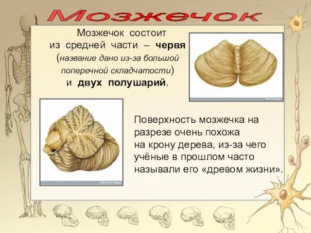 Мозжечок Мозжечок состоит из средней части – червя (название дано из-за большой