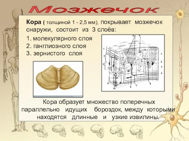 Мозжечок Кора образует множество поперечных параллельно идущих бороздок, между которыми находятся длинные