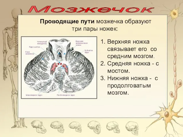 Мозжечок 1. Верхняя ножка связывает его со средним мозгом. 2. Средняя ножка