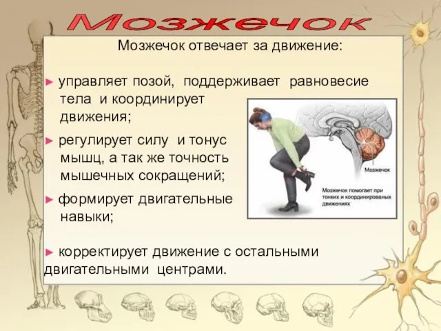 Мозжечок Мозжечок отвечает за движение: ► управляет позой, поддерживает равновесие тела и