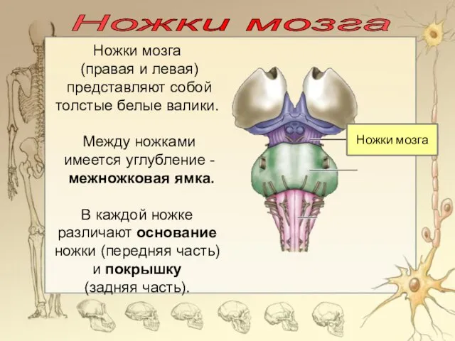 Ножки мозга (правая и левая) представляют собой толстые белые валики. Между ножками