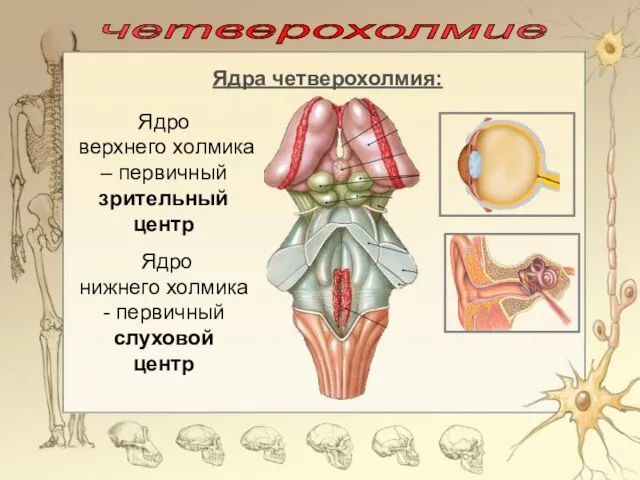 четверохолмие Ядра четверохолмия: Ядро верхнего холмика – первичный зрительный центр Ядро нижнего