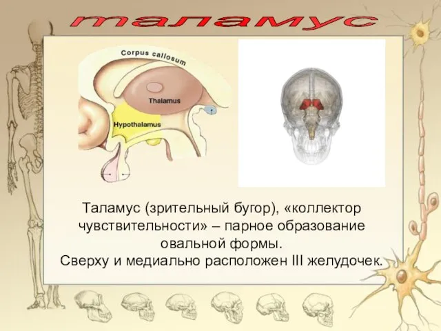 таламус Таламус (зрительный бугор), «коллектор чувствительности» – парное образование овальной формы. Сверху