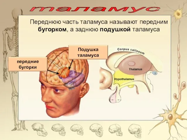таламус Переднюю часть таламуса называют передним бугорком, а заднюю подушкой таламуса