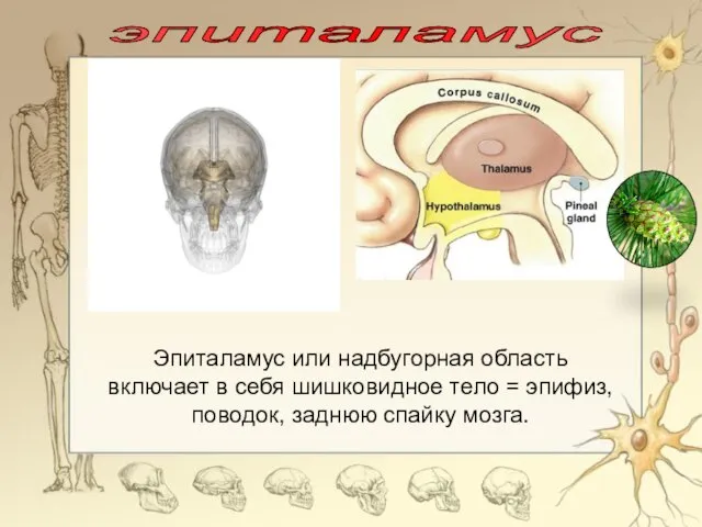 эпиталамус Эпиталамус или надбугорная область включает в себя шишковидное тело = эпифиз, поводок, заднюю спайку мозга.
