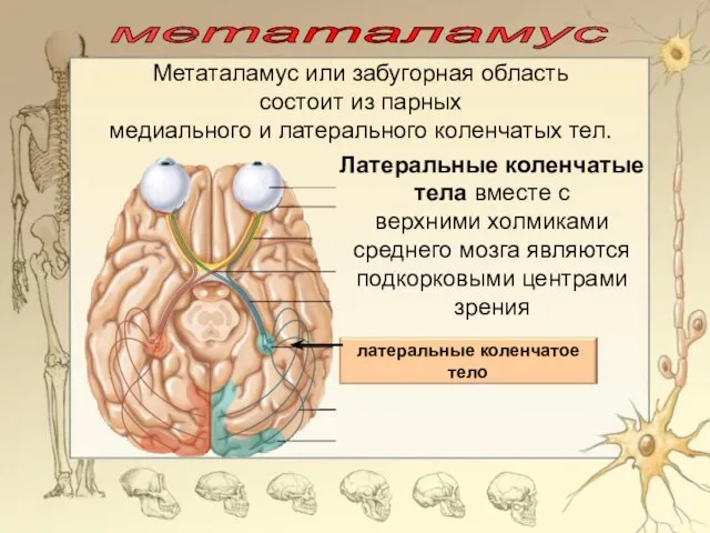 метаталамус Латеральные коленчатые тела вместе с верхними холмиками среднего мозга являются подкорковыми