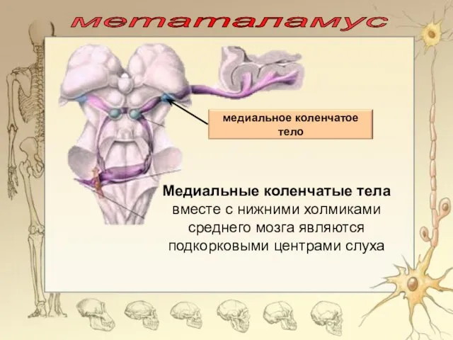 метаталамус Медиальные коленчатые тела вместе с нижними холмиками среднего мозга являются подкорковыми центрами слуха