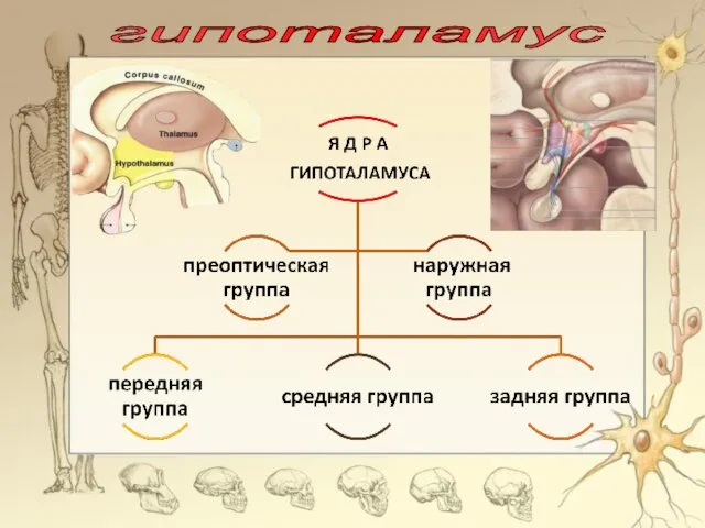 гипоталамус