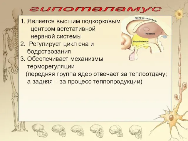 гипоталамус 1. Является высшим подкорковым центром вегетативной нервной системы 2. Регулирует цикл