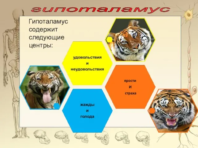 Гипоталамус содержит следующие центры: гипоталамус