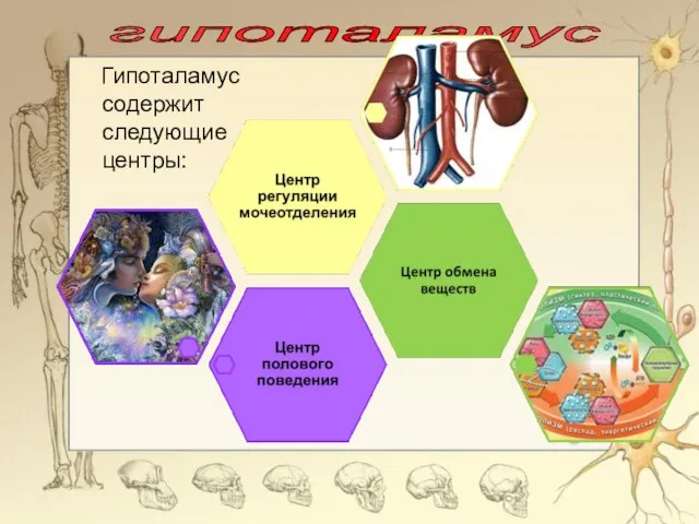 Гипоталамус содержит следующие центры: гипоталамус