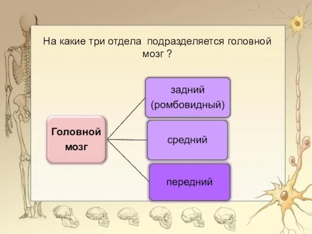 На какие три отдела подразделяется головной мозг ?