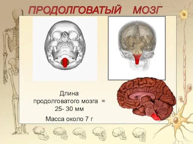 ПРОДОЛГОВАТЫЙ МОЗГ Длина продолговатого мозга = 25- 30 мм Масса около 7 г
