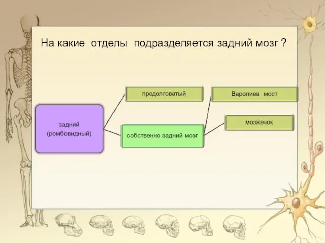 На какие отделы подразделяется задний мозг ?