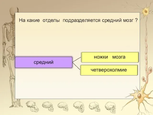 На какие отделы подразделяется средний мозг ?