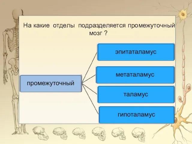 На какие отделы подразделяется промежуточный мозг ?