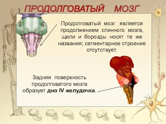 ПРОДОЛГОВАТЫЙ МОЗГ Продолговатый мозг является продолжением спинного мозга, щели и борозды носят