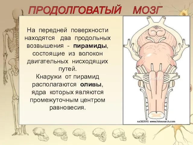 ПРОДОЛГОВАТЫЙ МОЗГ На передней поверхности находятся два продольных возвышения - пирамиды, состоящие