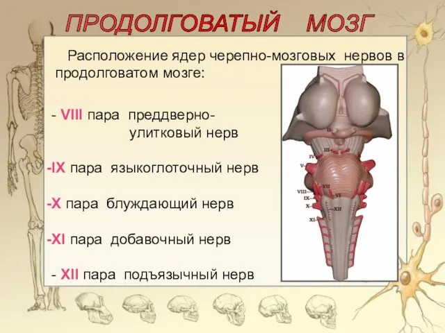 ПРОДОЛГОВАТЫЙ МОЗГ - VIII пара преддверно- улитковый нерв IX пара языкоглоточный нерв